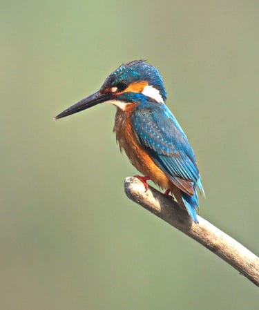 common kingfisher in Bardiya