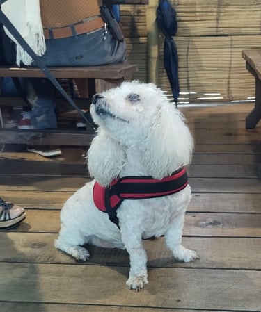 french poodle acompañando a su dueño en el Hato de Evelio somos pet friendly