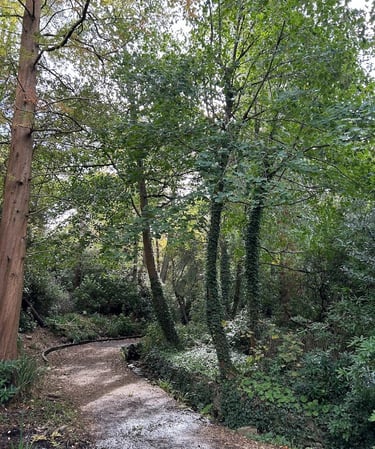 tall trees with lots of green leaves with a stream running below it