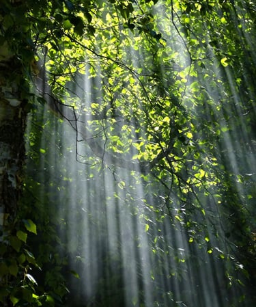 lumière des rayons du soleil au travers des feuillages d'une forêt.