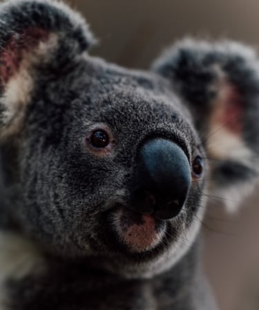 a koalana koalana koalana koalana koalana