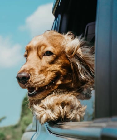 Happy Spaniel dog enjoying the fresh air with its head out a car window