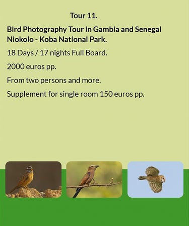Flyer Tour 11 – 18-day bird photography Gambia & Senegal tour to Niokolo-Koba National Park, full bo