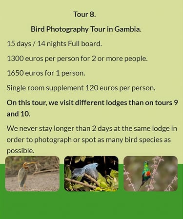 Flyer Tour 8 – 15-day bird photography Gambia tour, full board, price from €1300 per person. Include