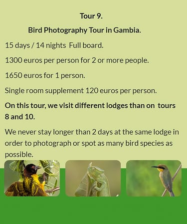 Flyer Tour 9 – 15-day bird photography Gambia tour, full board, price from €1300 per person. Include