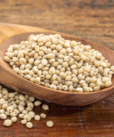 Sorghum