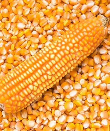 Corn Kernel