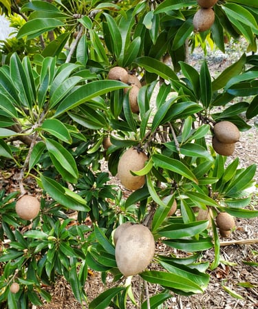 Fresh brown sapodilla fruits ripening on a lush green branch in South Florida.