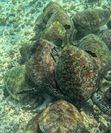 isole-daymaniat-gruppo-tartarughe