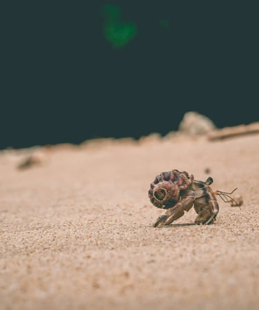 Hermit crab walking on beach sand outside shell, mind–body counseling