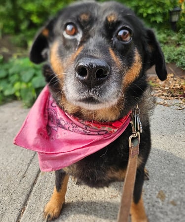 dog walk on leash in riverdale