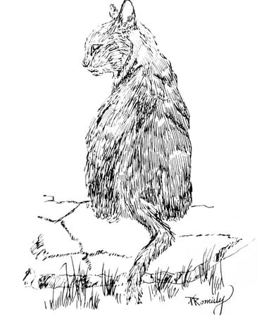 A detailed black ink sketch of a cat sitting on flagstone, showing fine line art and hatching.