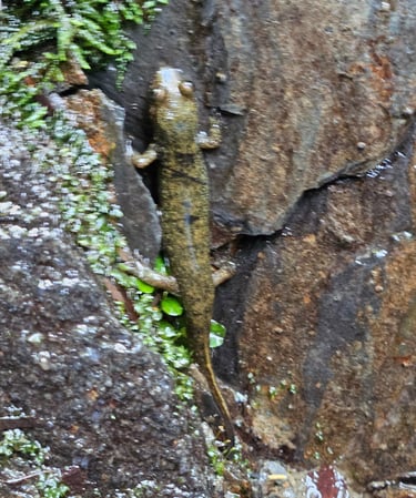 Here, lizard lizard...we found this friend on a hiking trail in French St. Martin.