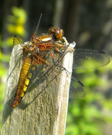 faune naturopathe jardin Pause Ô Logis Mayenne Coêvrons