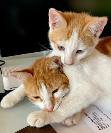 two cats cuddling together on a desk of dr. peter