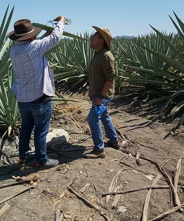 tour de mezcal en oaxaca