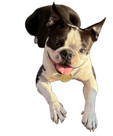 Boston Terrier Blanco y negro Adulto, recostado, con fondo transparente - De los Kiris