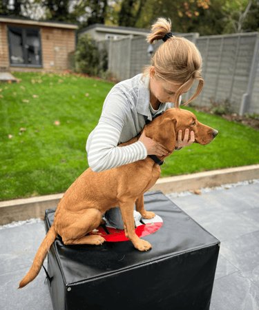 Mollie Mack - Animal Chiropractor with a canine patient
