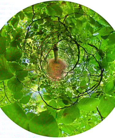 Art photograph Iris de la Forêt, summer edition, tree transformed into a symbolic human iris