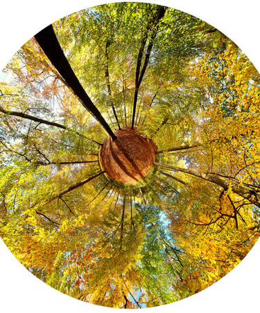 forest nature spirit a tree in a circle meditation