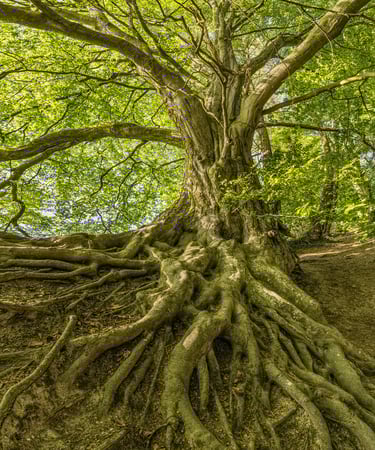 arbre racines