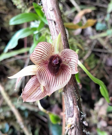 Telipogon sp. en Reserva Natural El Páramo, Guasca, Colombia