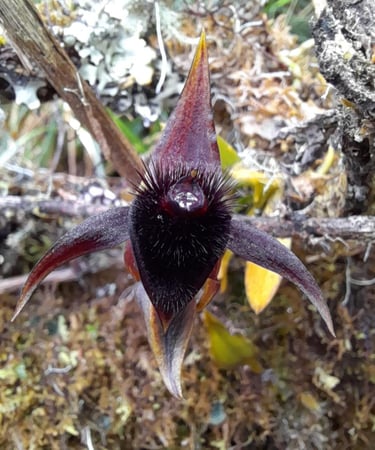 Telipogon falcatus en Reserva Natural El Páramo, Guasca, Colombia