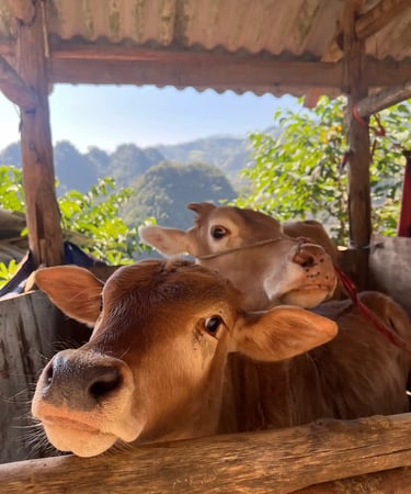 two cows are standing in a wooden fenced in area