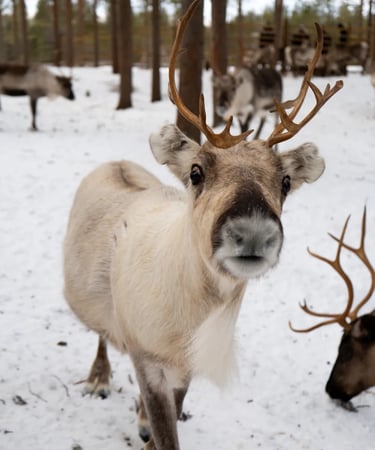 a reindeer with a reindeer headband and reindeers