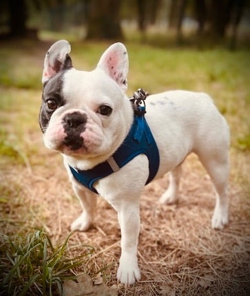 Éducation chien sourd