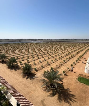 Aerial view of a vast agricultural plantation with rows of young trees and palm trees in a desert landscape.