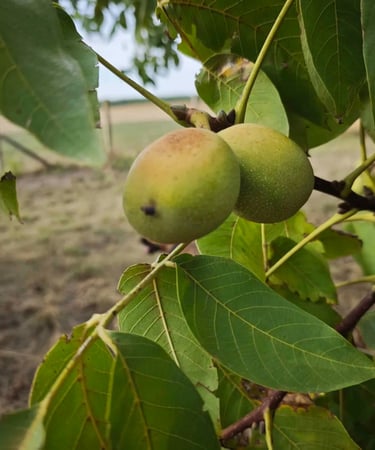 Zreli orasi na drvetu – prirodna berba