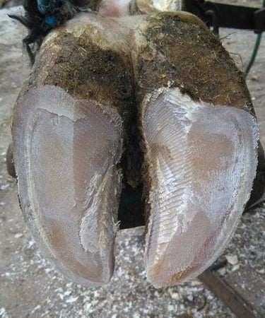 creux axial et méthode hollandaise