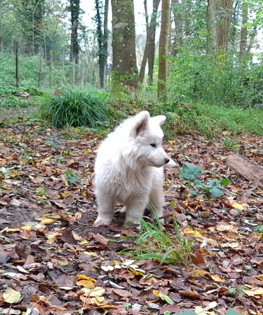 chiot berger blanc suisse dans la foret de Fontainebleau