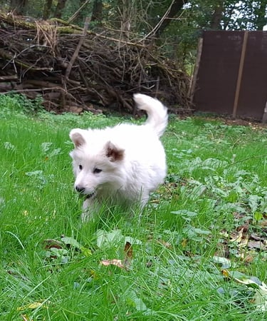 chiot berger blanc suisse s'amusant avec un morceau de viande