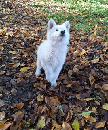 chiot berger blanc suisse qui cherche à jouer dans la foret de Fontainebleau