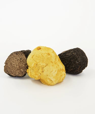 Trufa melanosporum inverno e verao e trufa alba no brasil