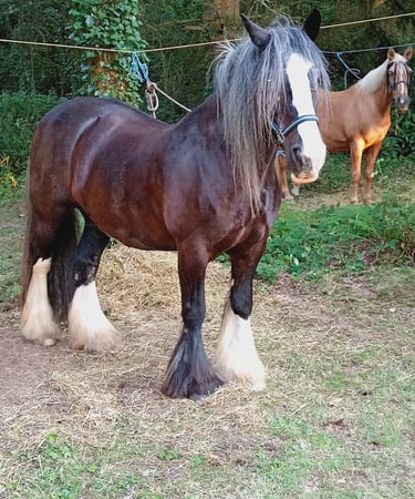 Irish Cob Horse randocheval22 Brittany France