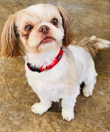 25 Best Dog Breeds for Highly Sensitive People (HSP)