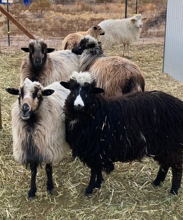 A small flock of Navajo-Churro sheep ewes only