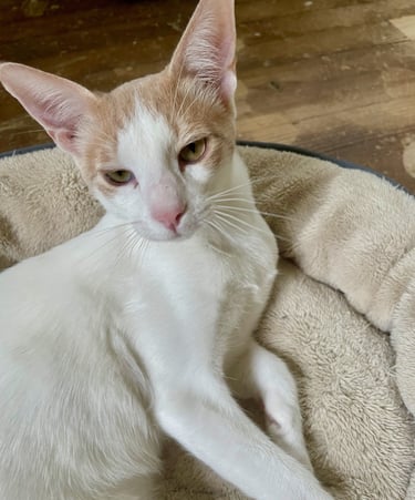 Caramello- Male Arabian Mau (born March 2025)