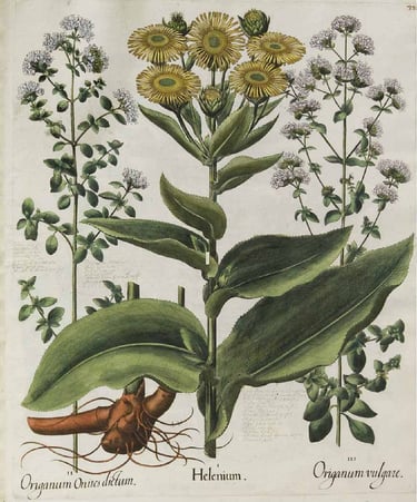 Bessler, B., Hortus Eystettensis (1613)