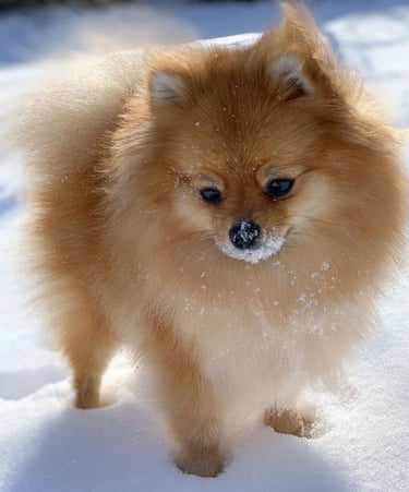 pomerania en argentina