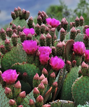 Palm Springs, CA - wild cactus flowers near Tahquitz Canyon trail