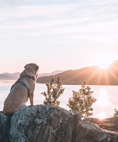 Koira istuu kalliolla katsomassa maisemia, symboloiden syvää yhteyttä ja luonnollista läsnäoloa