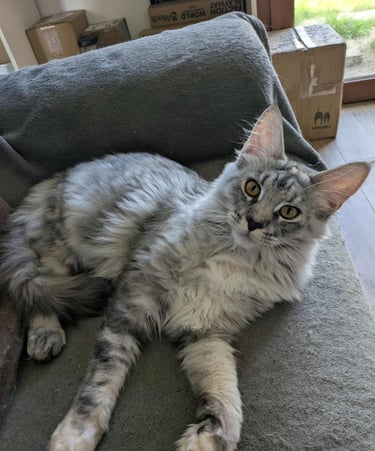 black silver maine coon