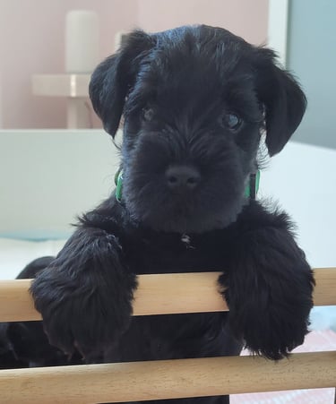 Chiot Schnauzer dans le nid