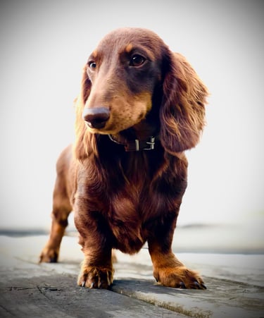 miniature dachshund New Zealand
