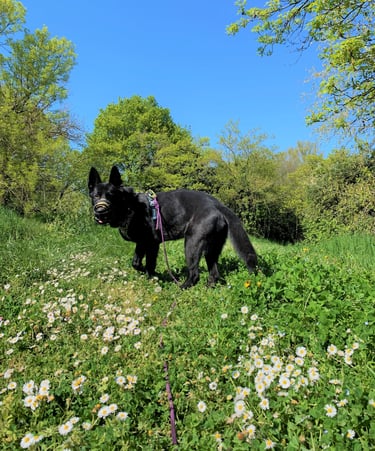 a black german shepherd is standing in the flowers