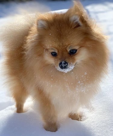 pomerania en argentina